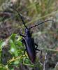 210463 – Photo : M-Laure Normand – France (34)